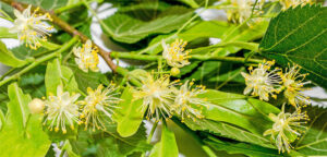 Top Perfumes With Linden Blossom