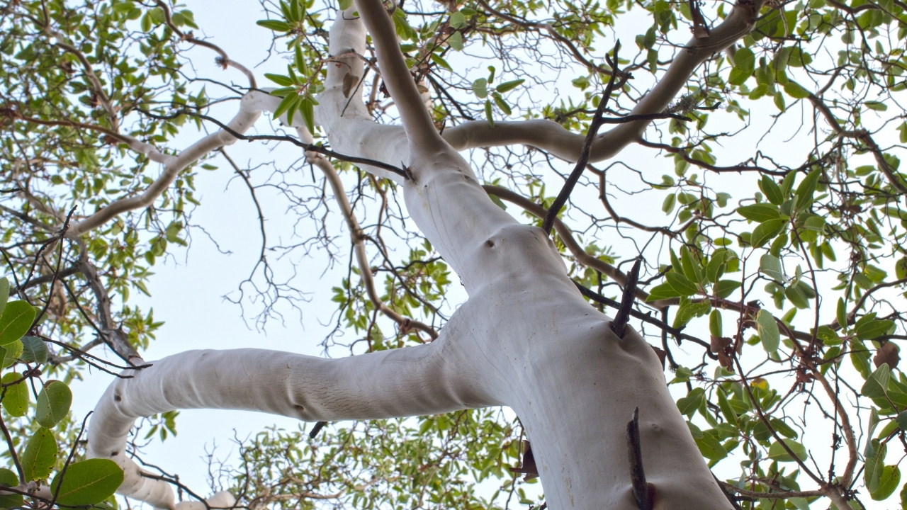 Sandalwood Scent Profile - The Definitive Guide to Sandalwood Fragrances