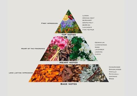 Fragrance pyramid diagram showing top notes, heart notes, and base notes with botanical ingredients